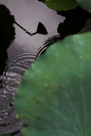 Lotus in waterの写真素材