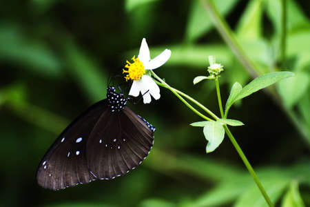 butterfly の写真素材