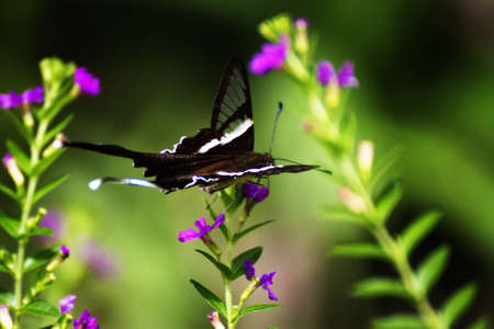 butterfly の写真素材