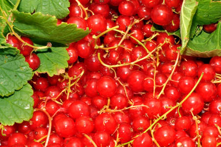 Freshly picked ripe redcurrants with leaves and stalks