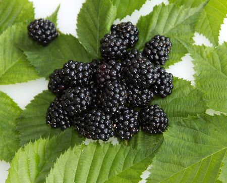 Blackberries on blackberry plant leavesの写真素材