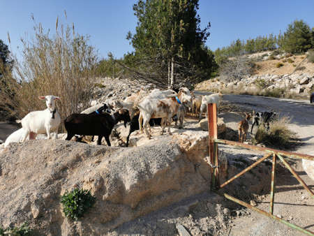 spanish goats out for a strool
black n whiteの写真素材
