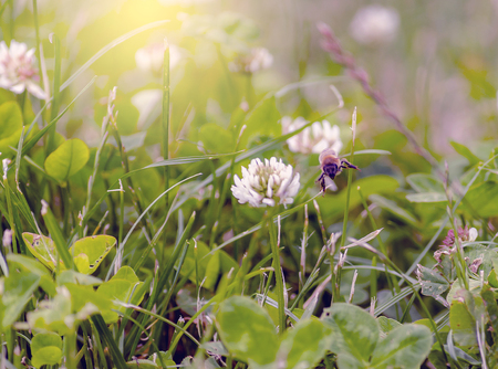 Bee flying between flowers looking for pollenの写真素材