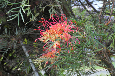 Ned Kelly Grevillea in flower and Native to Australia an important food source for native animalsの写真素材