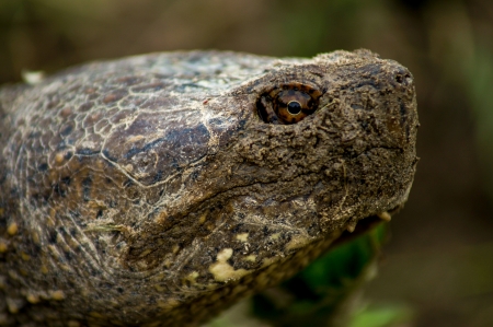 Turtle on a humid day