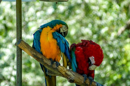2 Macawsの写真素材