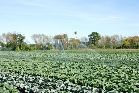 A Market Garden near Windsor in New South Wales, Australiaの写真素材