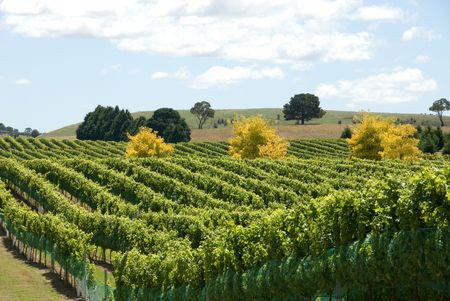 A Vineyard on the Southern Highlands of New South Wales, Australia