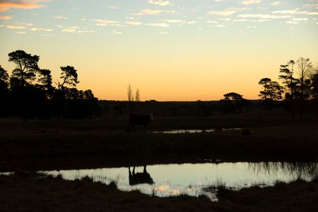 The reflection of a cow on the surface of a damの写真素材