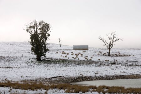 A snow scene near Crookwell, New South Wales, Australiaの写真素材
