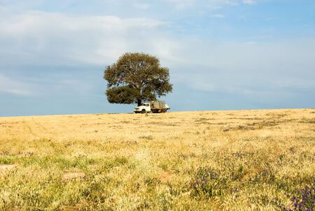 An old truck parked under a tree on a farm in South-Western New South Wales, Australiaの写真素材