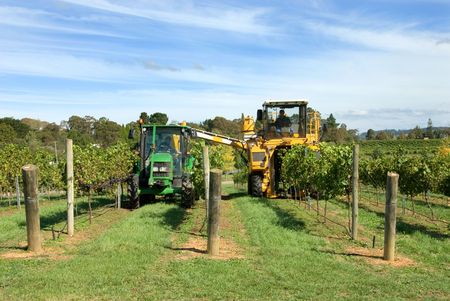 A grape harvester loading freshly picked grapes into a bin on the back of a tractorのeditorial素材