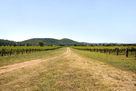 A road leading into the a vineyard, near Mudgee, New South Wales, Australiaの写真素材