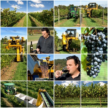 Production scenes from a vineyard, including the winemaker sampling the end resultの写真素材