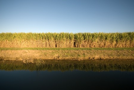 A late afternoon irrigation canal scene adjacent to a Sugar Cane fieldの写真素材