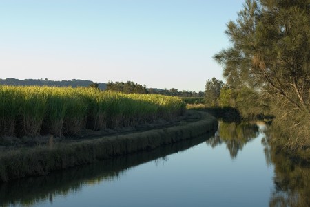 A late afternoon irrigation canal scene, adjacent to a Sugar Cane fieldの写真素材