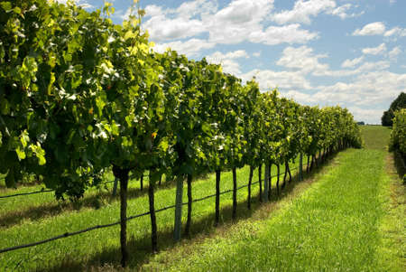 Rows of Grapevines growing in a vineyard on the Southern Highlands of New South Wales, Australiaの写真素材