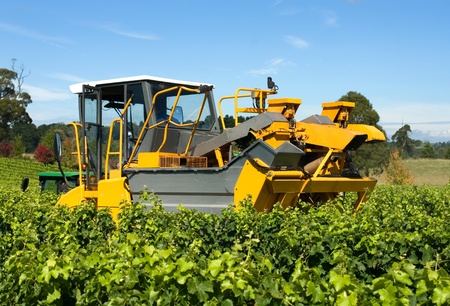 Harvesting Grapes in a vineyard near Sutton Forest, on the Southern Highlands of New South Wales, Australiaの写真素材