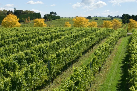 A view of a vineyard, growing cold-climate wines, near Sutton Forest, on the Southern Highlands of New South Wales, Australiaの写真素材