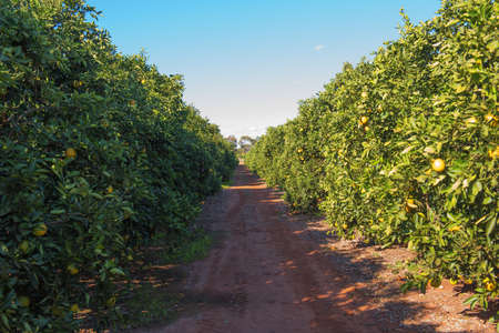 Orange trees growing in an orchard near Griffith, New South Wales, Australia