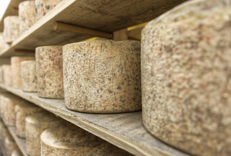 Detail focus of rounds of cheese stacked in a warehouse waiting to matureの写真素材