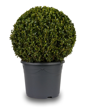 Isolated image of a spherical privet bush, in a grey flower pot.の写真素材