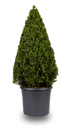 Isolated image of a cone shaped privet bush, in a grey flower pot.の写真素材