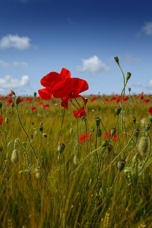 Portrait close up view of a single red poppy flower, in a field of barley, and other poppies in the distance, with a bright blue summer sky.の写真素材