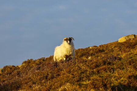 Evening sunshine on a lone horned sheep, standing in a field of heather on the side of a hill, looking straight at the viewer, with a blue sky backgroundの写真素材