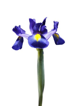 A single beautiful blue Iris flower, isolated on a plain white background.の写真素材