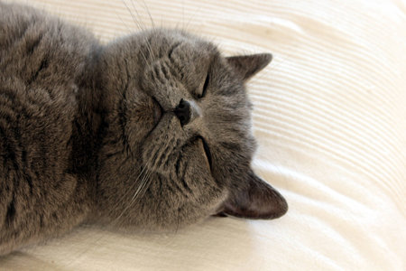 cute british shorthair cat sleeping and dreamingの写真素材