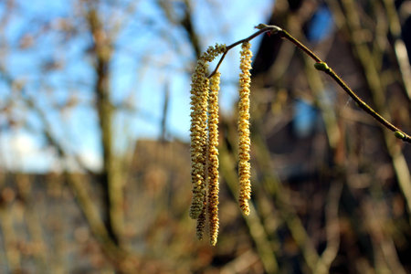 hazelnut tree blooming in springの写真素材
