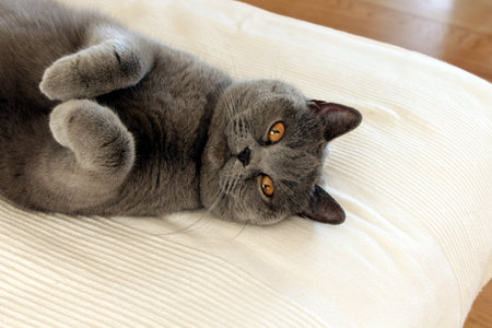 Cute gray / gray british shorthair cat relaxingの写真素材