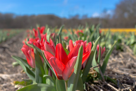 Red tulips planted and growing in rows on a field in northern Holland. typical agricultural planting in the netherlands. landscape and sight in holland at springtimeの写真素材