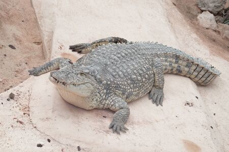sleeping crocodileの写真素材