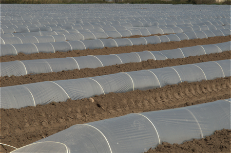Greenhouse lines on fieldsの写真素材