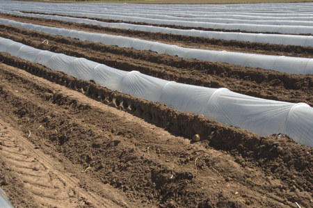 Greenhouse lines on fieldsの写真素材