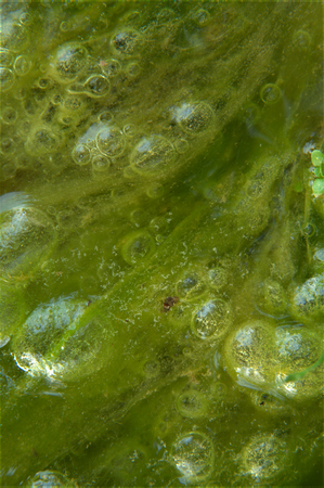 Algae close up on water stream with bubbles forming an abstract texture wallpaper