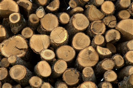 Front view of wood logsの写真素材