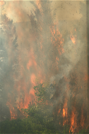 Summer fire burning trees close detailの写真素材