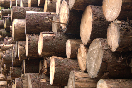Wood logs stock pile angle viewの写真素材