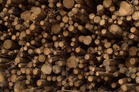 Stack of wood logs piledの写真素材