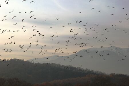 Flock of birds over forest, morning sky, mountains backgroundの写真素材