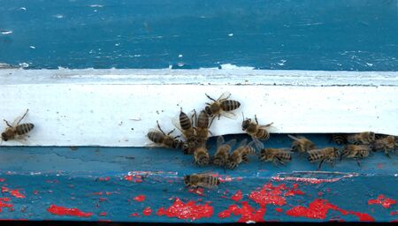 Beekeeper honey boxes in series, standing on car tiresの写真素材