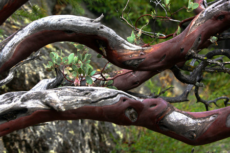 Colored eucalyptus branchesの写真素材