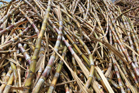 Sugar cane for rumの写真素材