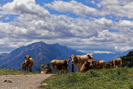 Cows in the mountains in Corsicaの写真素材