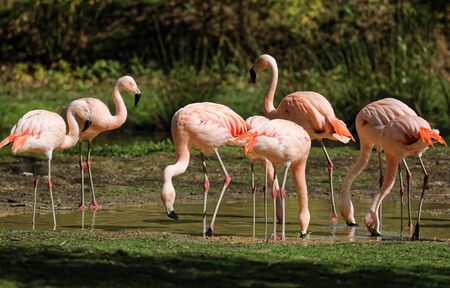 Pink Flamingoes feedin a shallow pool of waterの写真素材