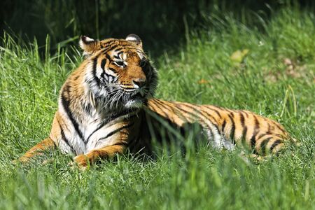 To tiger at rest in grassの写真素材