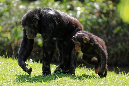 A mother and baby chimpの写真素材